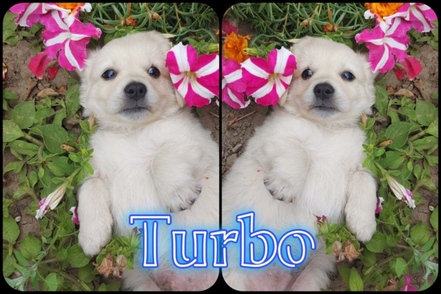 Turbo/Mâle/Né le 13-06-2022/Taille Petite à l'âge adulte/ adopté 30186510