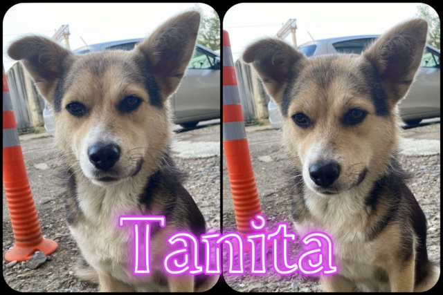 Tanita/Femelle/Née vers X/Taille moyenne/adoptée en Roumanie 30505410