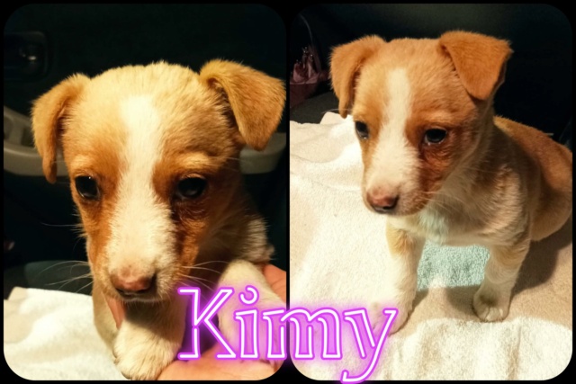 Kimy/Femelle/née le 09/08/2022/Taille petite adulte/en FA dans le 57/ adoptée 31085310