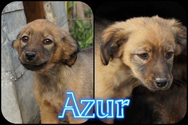 Azur/Mâle/Né vers Juin 2022/Taille petite adulte/ adopté 31838510