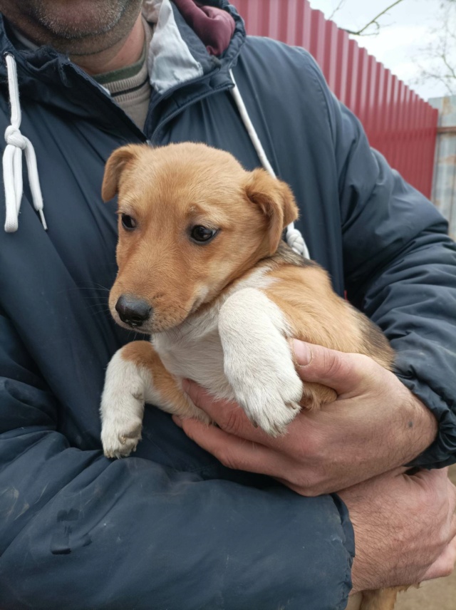    Lyra/Femellle/Née 06/09/ 2022/Taille petite adulte/Pas de queue /en Fa dans le   57 32353912