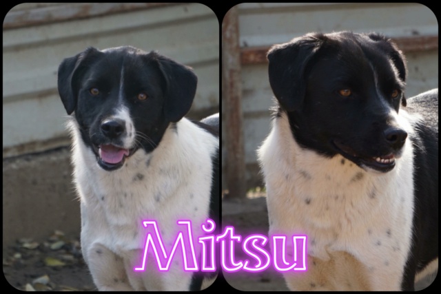 Mitsu/Femelle/Née le 14-12-2020/Taille moyenne 32687210