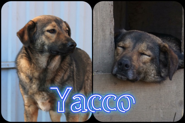 yacco - Yacco/Mâle/Né le 10-12-2020/Taille Moyenne 32703510
