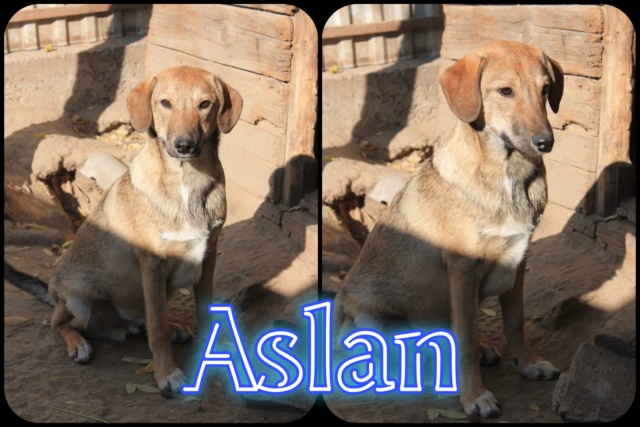 aslan - Aslan/Mâle/Né le 10-04-2021/Taille Moyenne 32712010