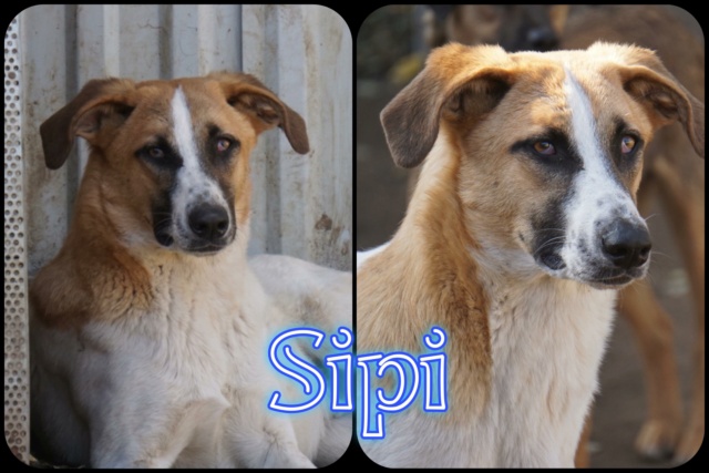 sipi - Sipi/Mâle/Né le 10-07-2021/Taille Moyenne 32730910