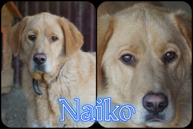 Naiko/Mâle/Né le 03-11-2019/Taille Moyenne 32745710