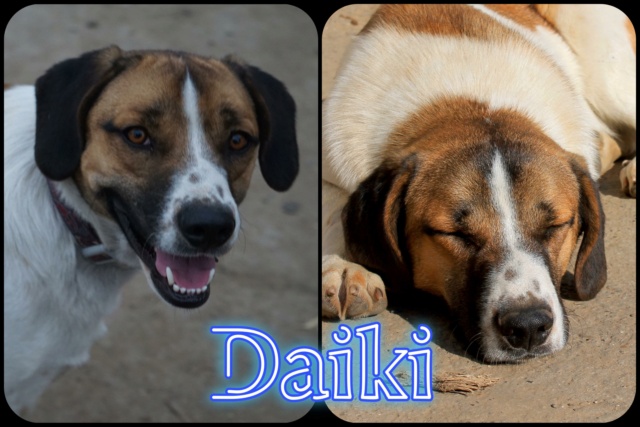 daiki - Daiki/Mâle/Né le 02-01-2021/Taille moyenne 32768210