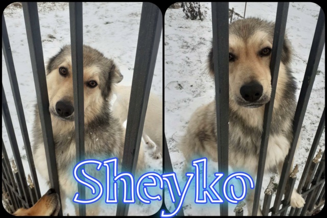 Sheyko/Mâle/Né vers Février 2022/Taille moyenne/adopté 32821910