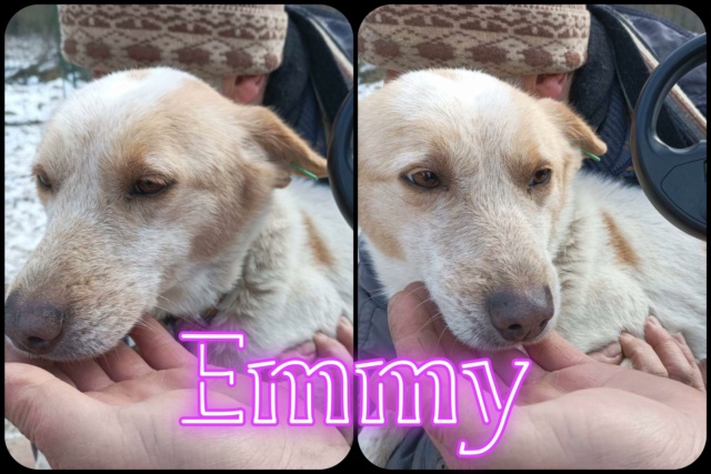 Emmy/Femelle/Née le 10-10-2015/Taille moyenne/laurentio 32900810