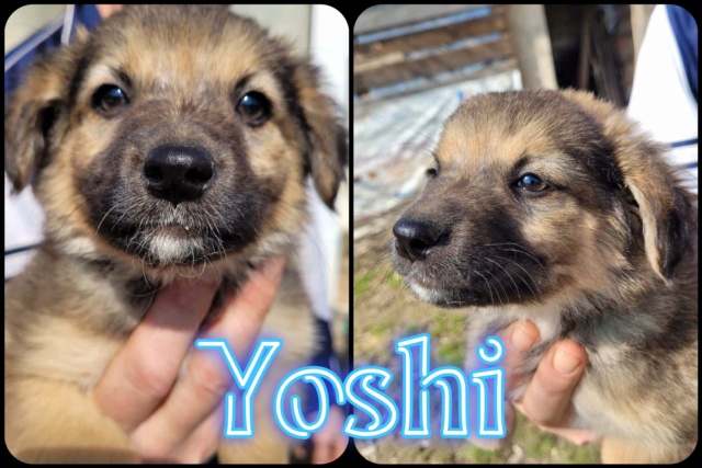 Yoshi/Mâle/Né vers Janvier 2023/Taille moyenne adulte/ adopté 33455110