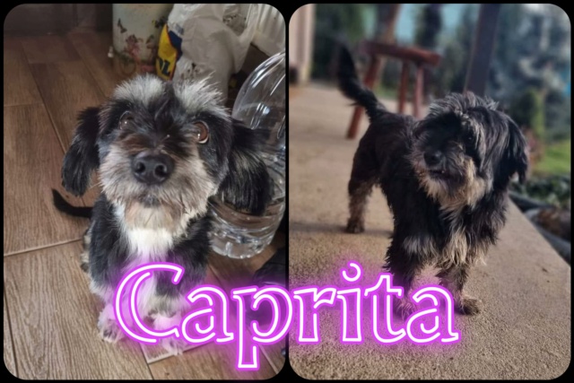 Caprita/Femelle/Née 11/07/2015/Taille petite /adopté reservé 33458510