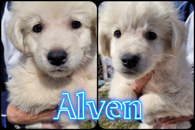 Alven/Male/ né vers janvier 2023/taille moyenne adulte/adopté  33458610