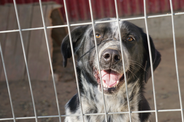 Sanka/Femelle/Née le 14-01-2020/Taille Grande/Queue Coupée Non Adoptable en Suisse Dsc02013