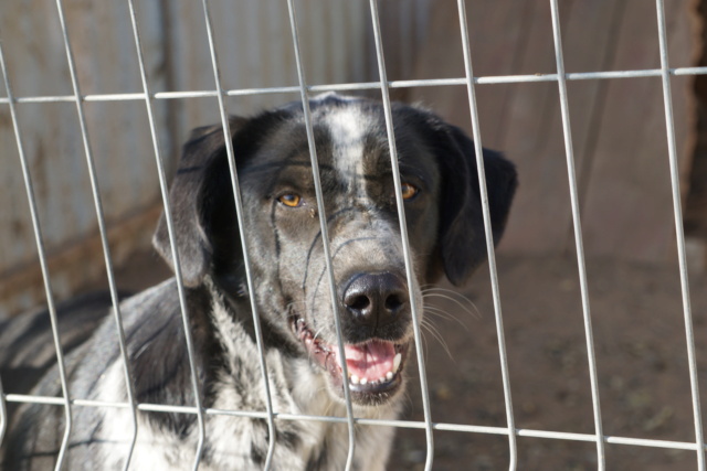 Sanka/Femelle/Née le 14-01-2020/Taille Grande/Queue Coupée Non Adoptable en Suisse Dsc02015