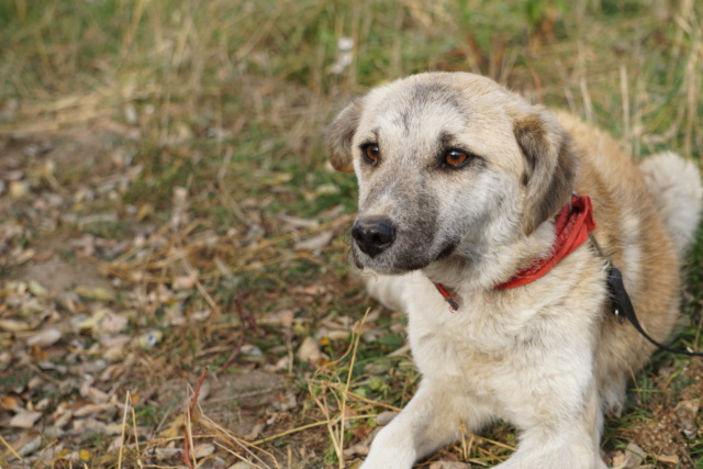 Pepita/Femelle/Née 14  Aout 2021/Taille petite/adopté Dsc02210