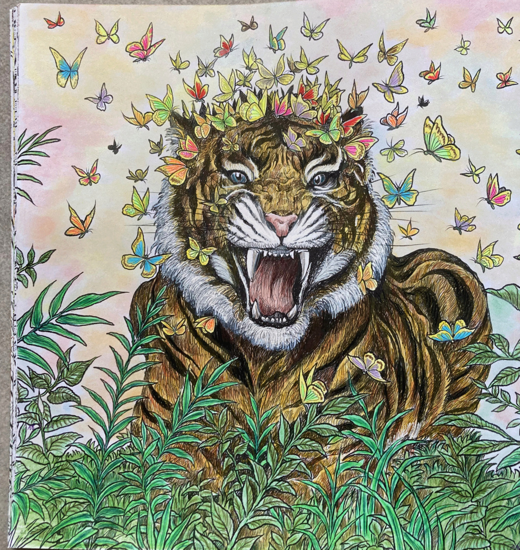 tigre de sumatra Tigre_11
