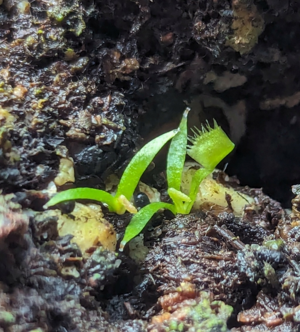 My baby is growing Venus flytrap  Pxl_2168