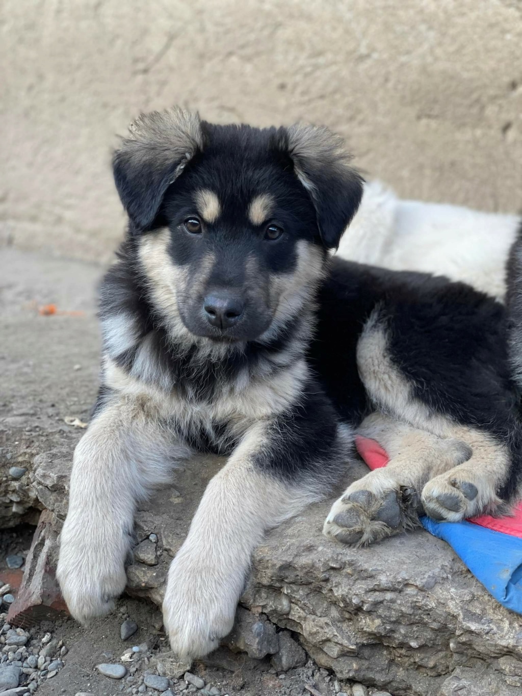 Torra - femelle - fourrière de Târgu Frumos réservé adoption 67 320