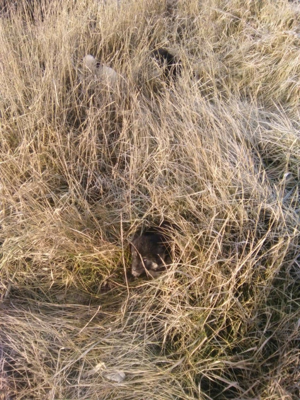 Asta - femelle - fourrière de Târgu frumos - adoptée en Allemagne via Andreea 3910