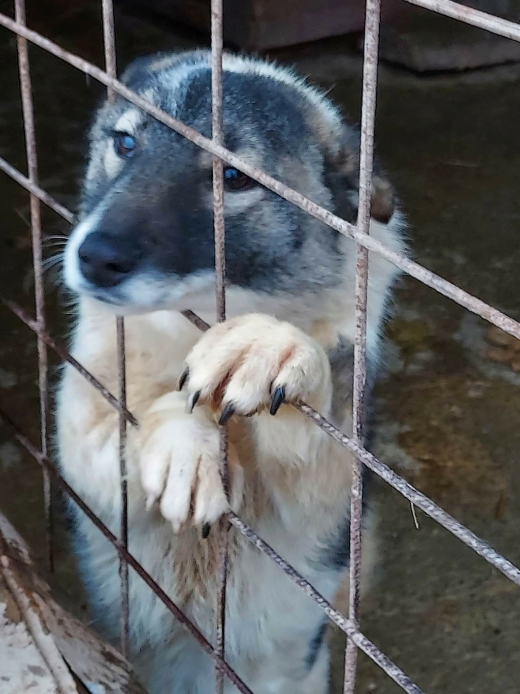 Shino (ex Pink)- femelle- fourrière de Târgu Frumos - réservée à l’adoption (67) Recei237