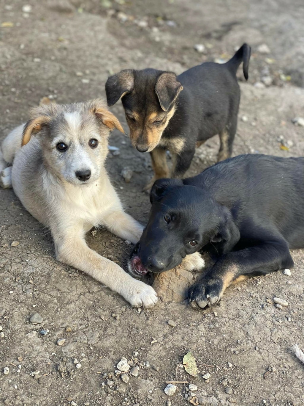 Tzuki - femelle - fourrière de Târgu Frumos - Réservée adoption (21) Tzuki210