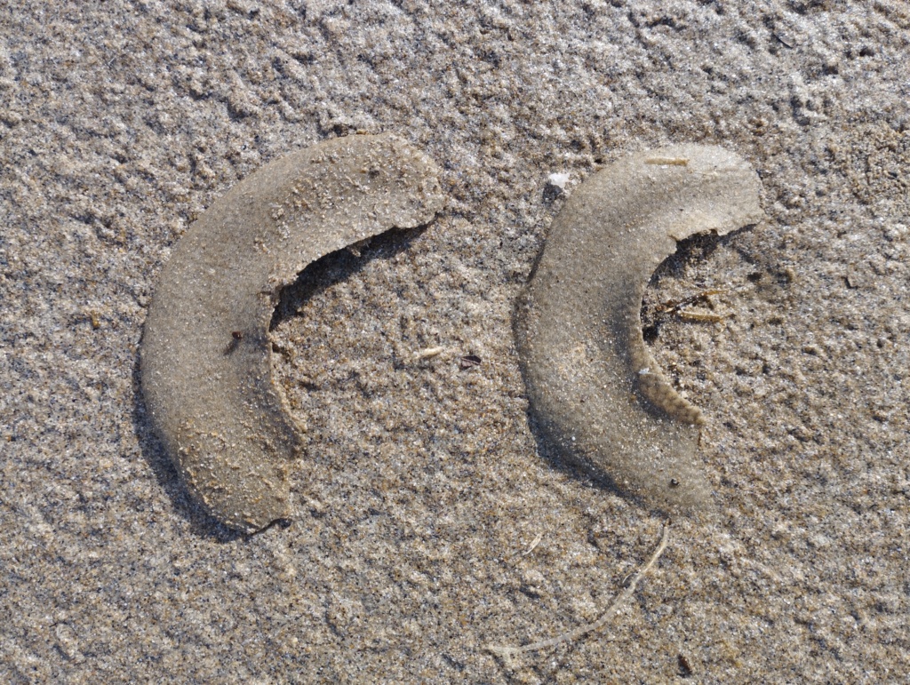 [Euspira catena] Reconnaissance espèce plage Finistère  Img_2012