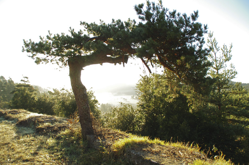 Fil ouvert,  arbre seul, en forêt, bois, bosquet...   Imgp2710