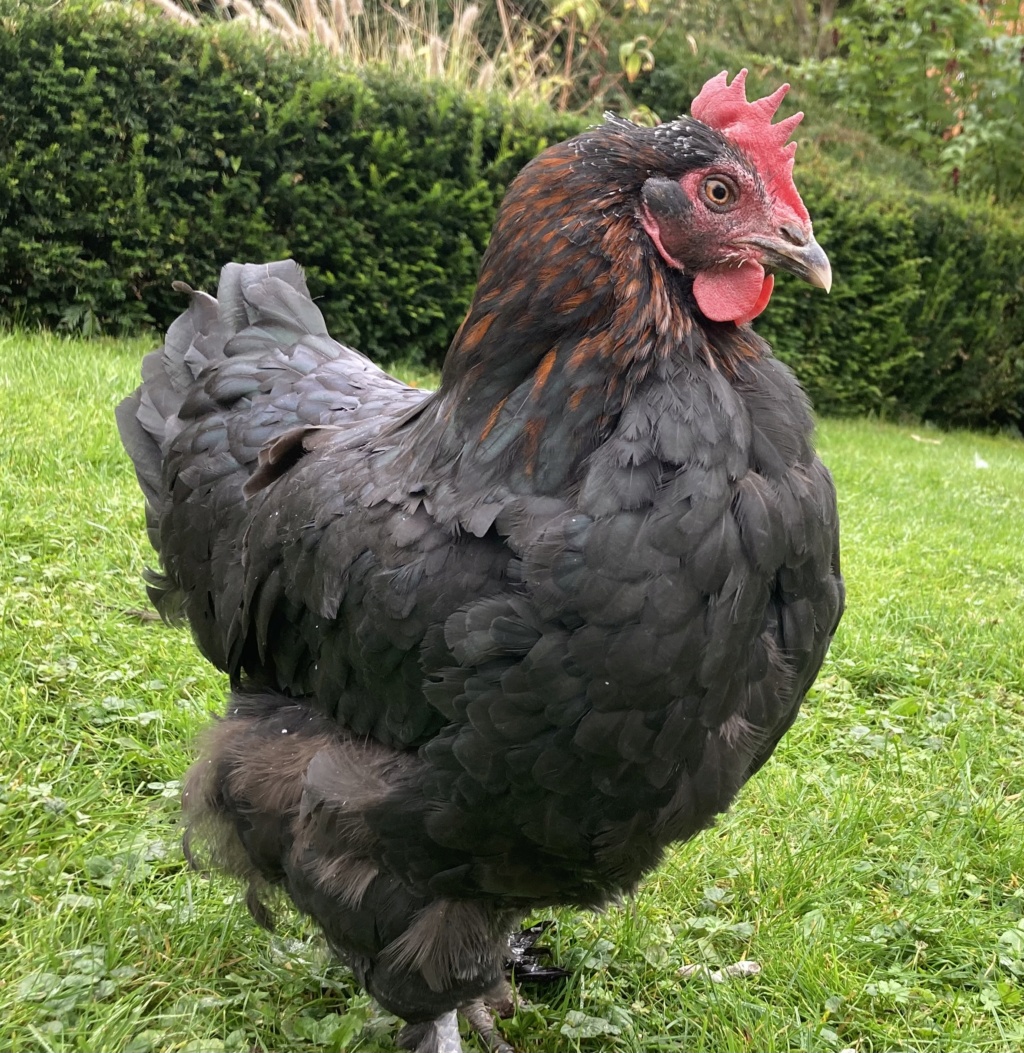 [Cherche] Poules ou oeufs fécondés Marans Img_3211