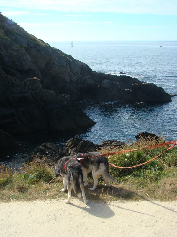 Puka et Chadka en Bretagne 32_puk10