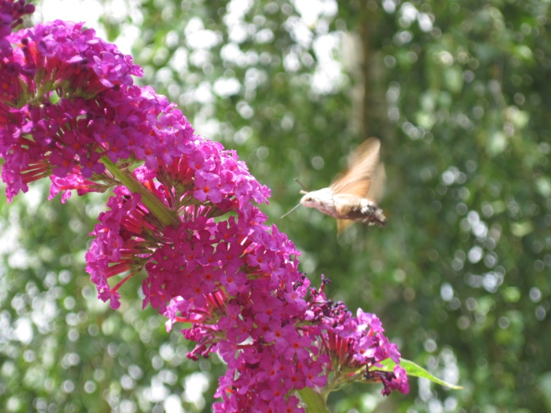 Sphinx en action, Macroglossum stellatarum, Hemaris fuciform Eta_2011