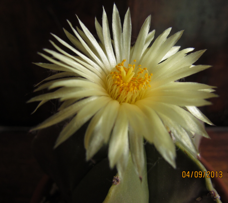 astrophytum myriostigma v nudum Img_1816