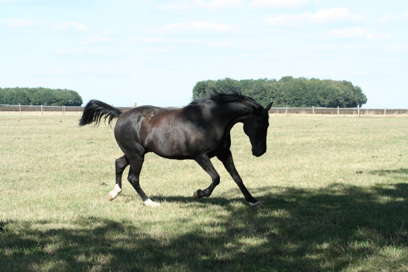 ma   tite   tribu  de  stef chevaux  pas  chiens lol Img_0415