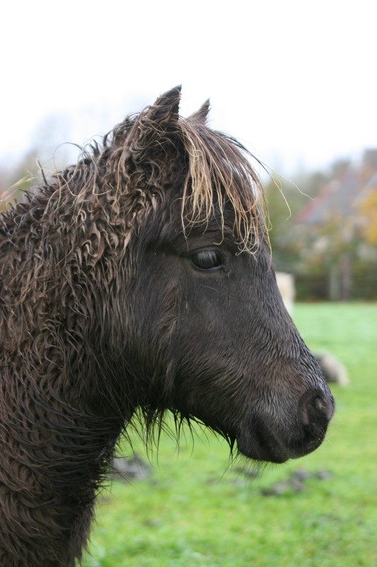 Urgent chevaux et poneys - Reste le foal Cap Kennedy Ulm10