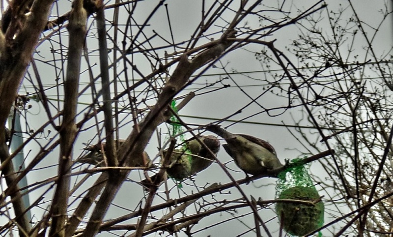 Les oiseaux de mon jardin P1120511