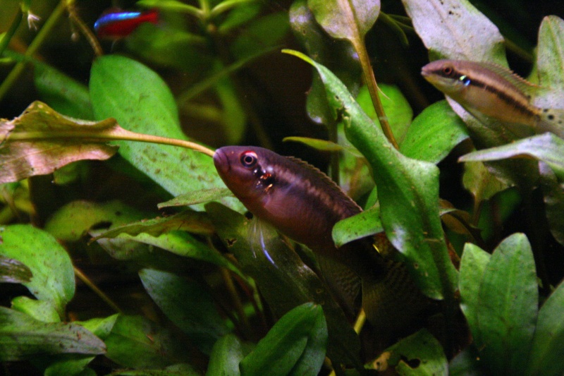 Congochromis sabinae 09312