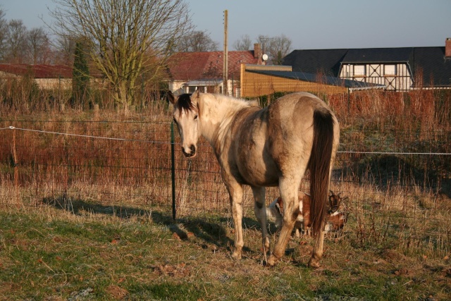 shine et son manteau d'hivers 610