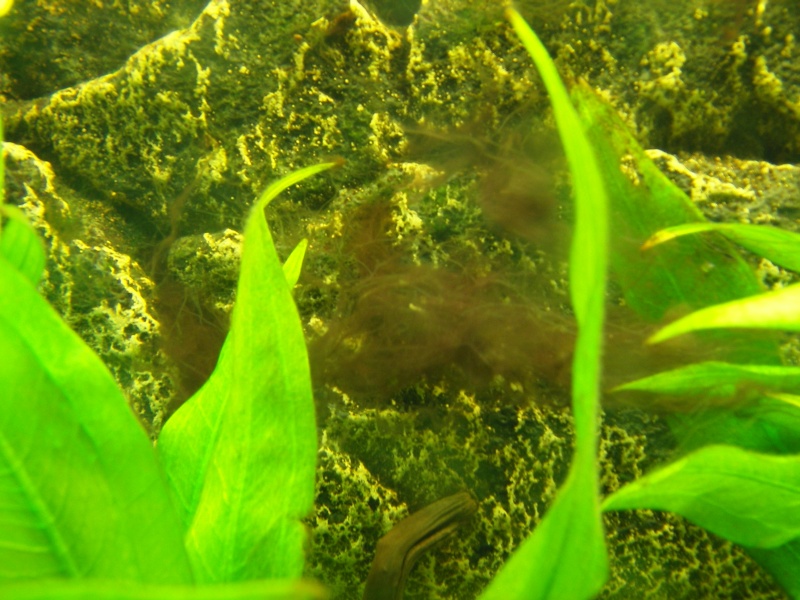 algues en touffes brunatres Sl551411