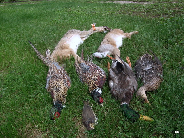 Ma chasse. - Page 3 28_09_10