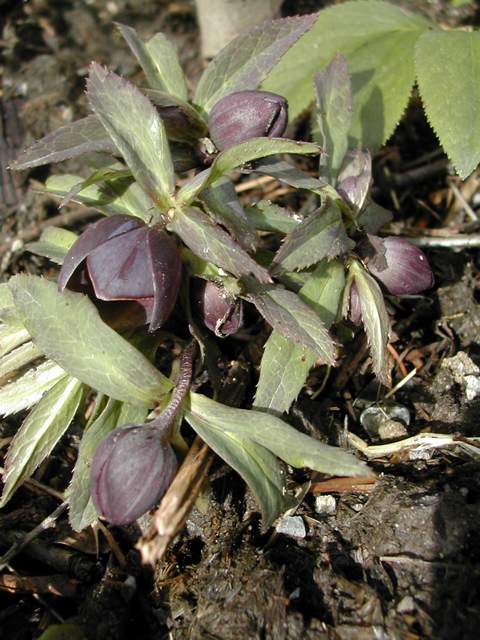 Helleborus 2013 Helleb14