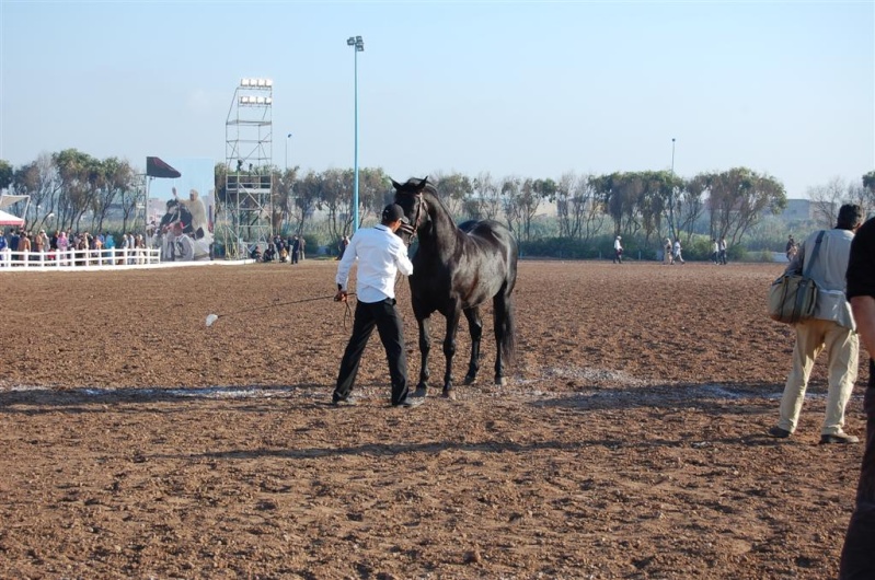 Salon du cheval d'El Jadida MAROC. 2008 à 2 au 6 Octobre 2013 /   Dsc_0219