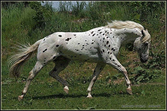 Photos d'Appaloosa et de Paint Horse Romani12