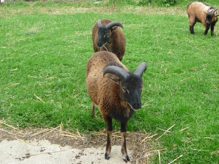 Moutons Soay, chèvres et boucs nains Untitl10