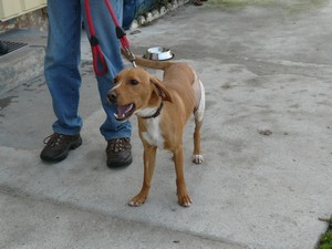 Domi labrador croisé beagle 6 mois cherbourg Domi3110