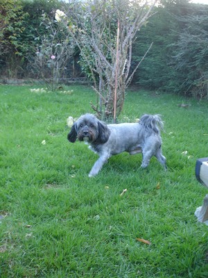 Nemo lhassa-apso male 13ans Cherbourg Nemo110