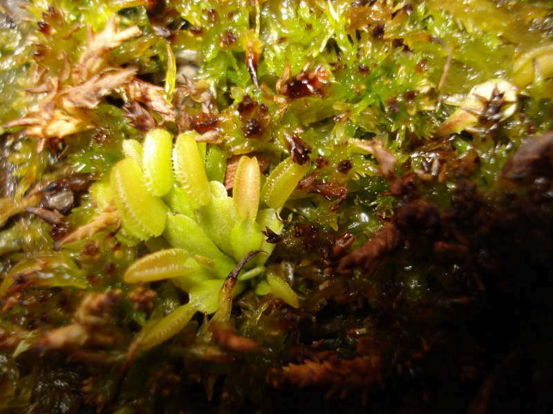 Dionaea "Microdent" Dsc02810