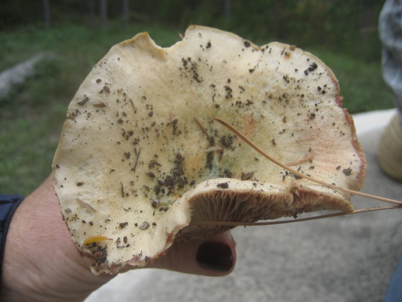 les champignons d'automne en octobre en forêt de Pelissier Img_5517