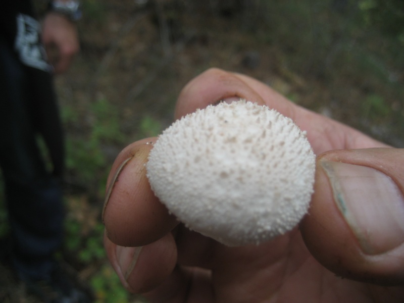 les champignons d'automne en octobre en forêt de Pelissier Img_5521