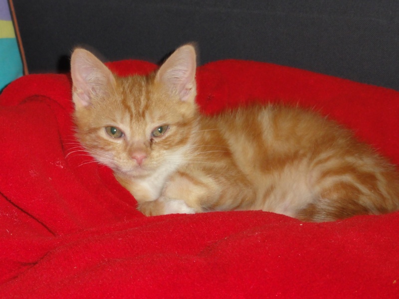 Dept 48: Bouba chaton roux  du sauvetage de 6 chatons à Langogne Bouba10