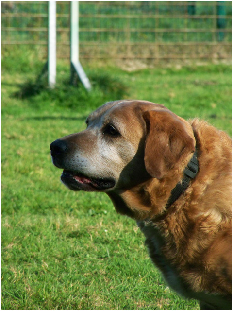 NICKY (labrador) - Page 2 101_1918