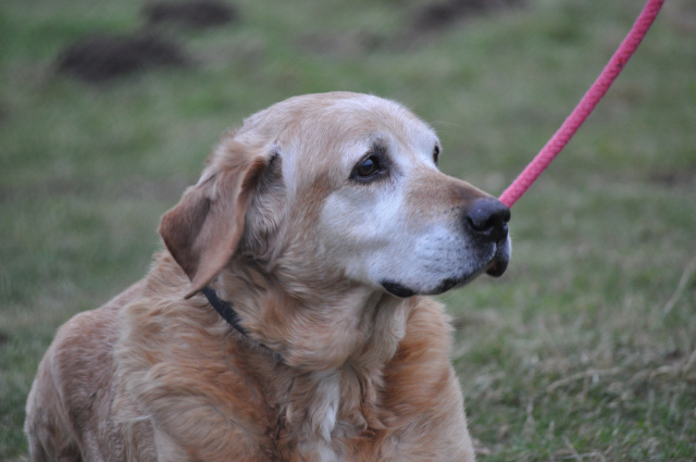 NICKY (labrador) - Page 8 Dsc_0621